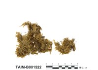 藏品(錦苔屬)的圖片